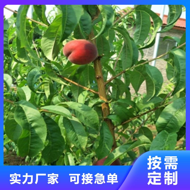 专业生产制造厂 桃树_【国槐】卓越品质保障-《当地》厂家