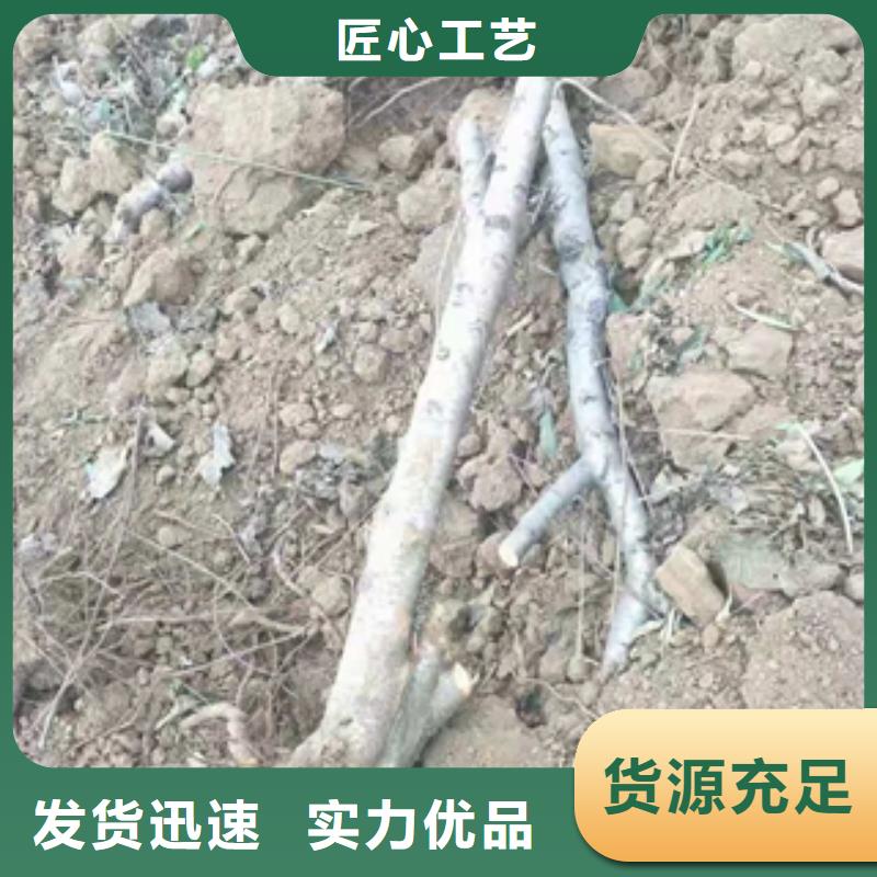 【桃树占地果树一站式供应厂家】