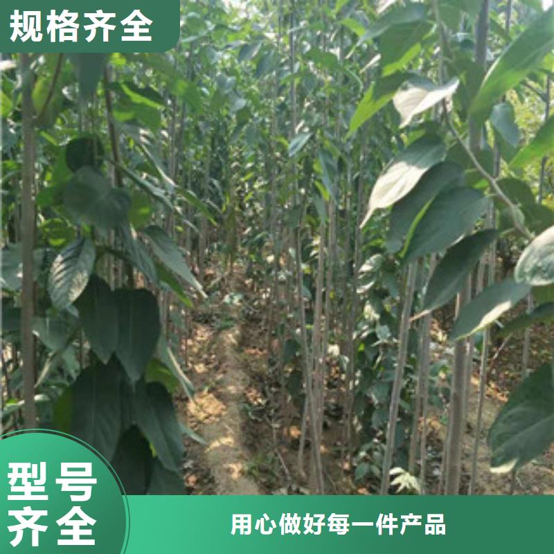 【杜仲】 国槐免费询价-正家园艺场(阳泉市分公司)-云推易