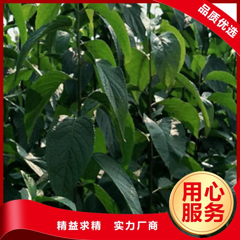 正家【杜仲】_占地果树实体诚信经营-业务覆盖区域|曲松|贡嘎|日喀则|林芝|那曲|阿里|拉萨|昌都-云推易