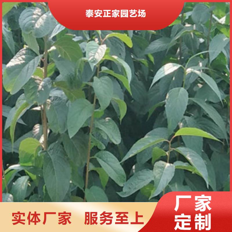 【杜仲】 国槐免费询价-正家园艺场(阳泉市分公司)-云推易