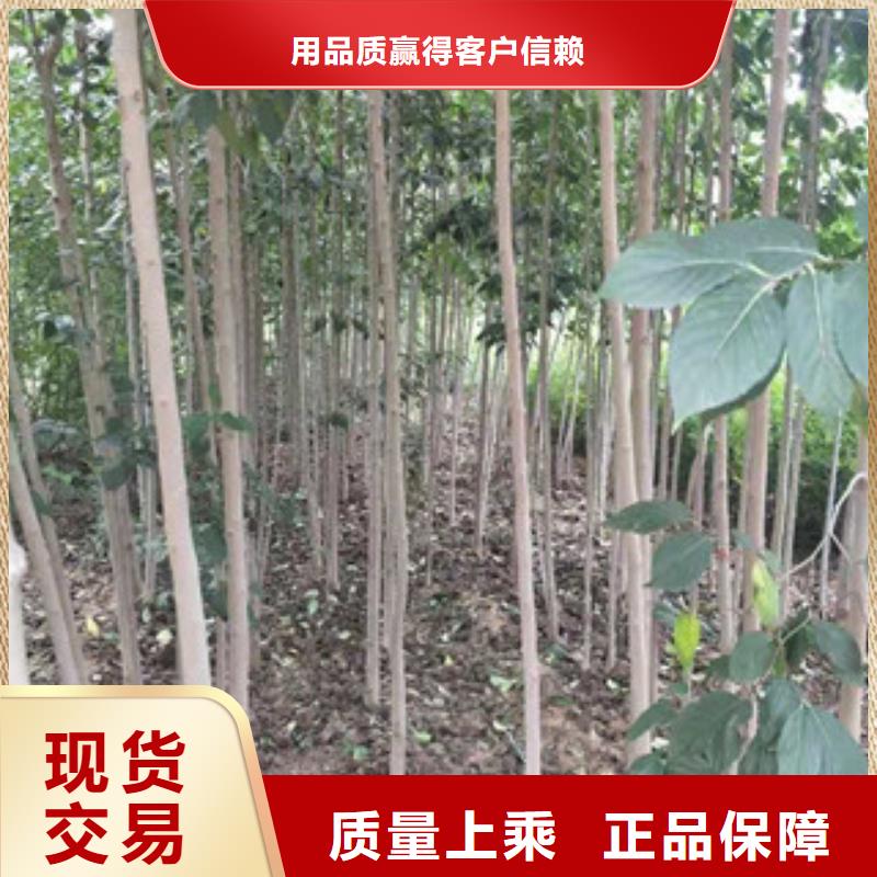 杜仲 【樱桃苗】品类齐全_正家园艺场(南昌市分公司)