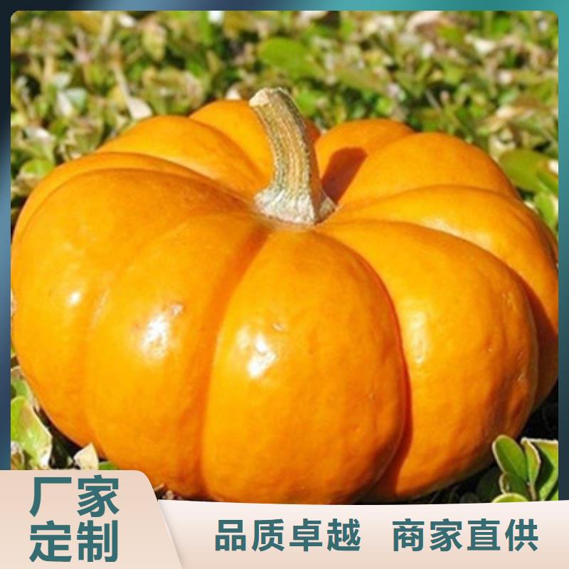 南瓜粒源头厂家