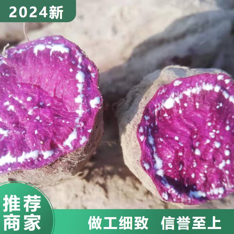 紫薯苗红薯粉厂诚信经营-可发货到建平|龙城|营口|本溪|铁岭|葫芦岛|阜新