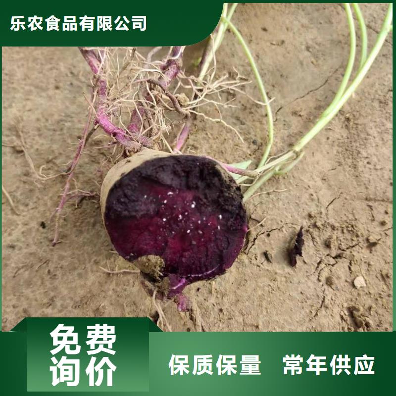 <当地>质量安心【紫薯苗】 紫薯雪花片实力厂家直销_价格低