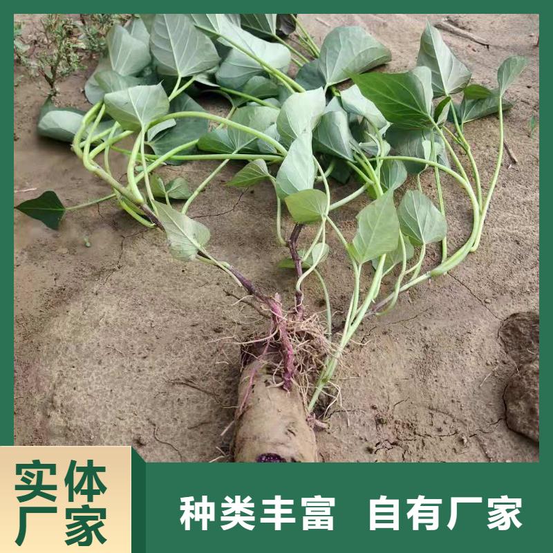 羽衣甘蓝粉乐农【紫薯苗】菠菜粉精工打造