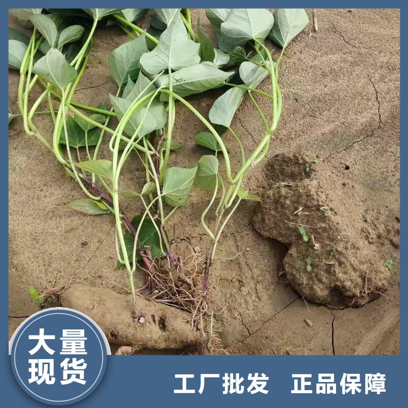 紫薯苗羽衣甘蓝粉诚信经营