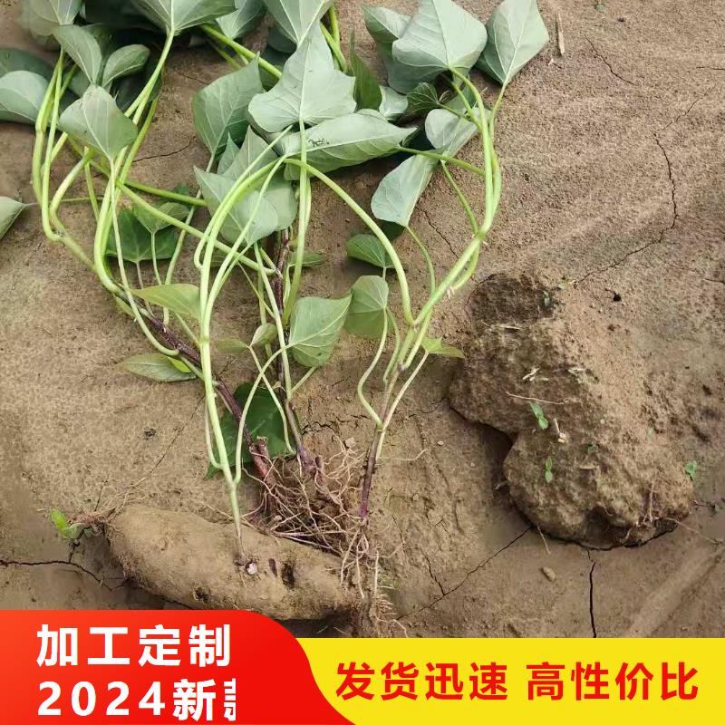 紫薯苗红薯粉厂诚信经营-可发货到建平|龙城|营口|本溪|铁岭|葫芦岛|阜新
