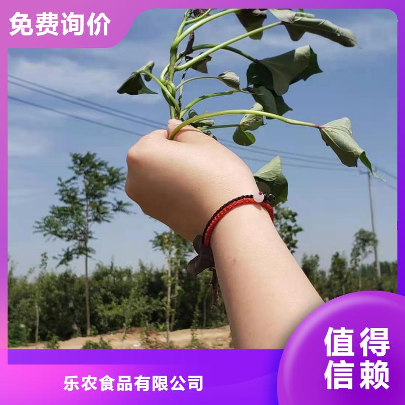 陵川|高平|吕梁|忻州|晋中|长治|太原|大同乐农紫薯苗-【胡萝卜粉】实力公司