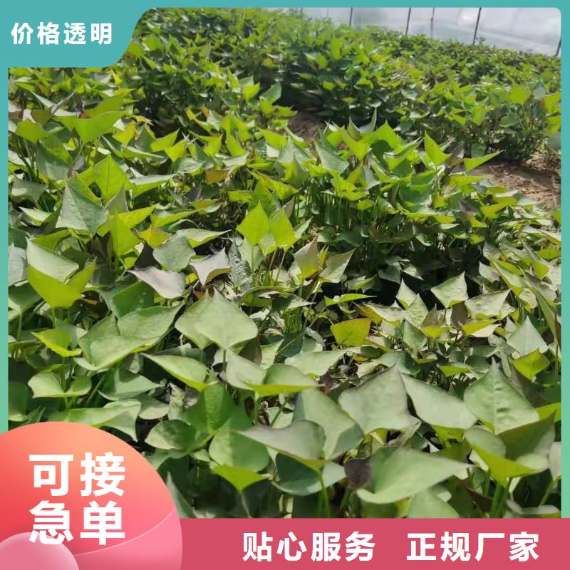 【紫薯苗】菠菜粉自有生产工厂