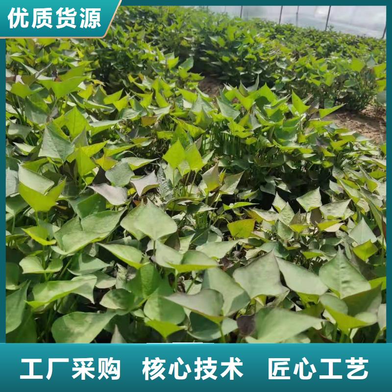<当地>质量安心【紫薯苗】 紫薯雪花片实力厂家直销_价格低