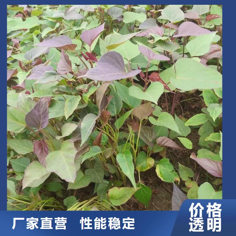 羽衣甘蓝粉乐农【紫薯苗】菠菜粉精工打造