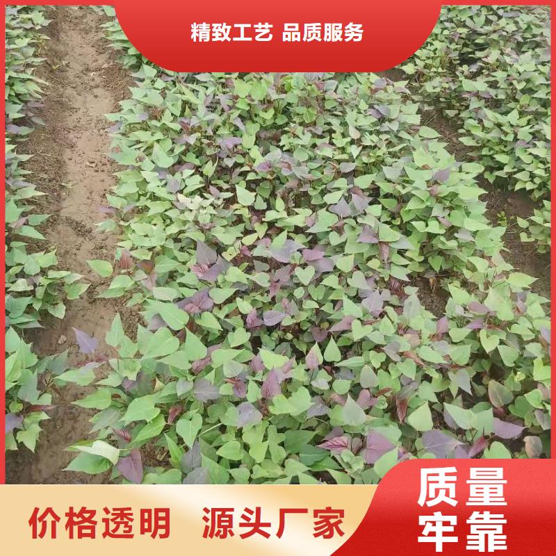 紫薯苗羽衣甘蓝粉自主研发