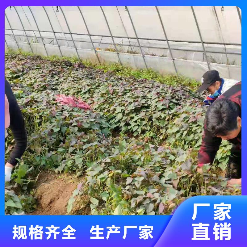 <当地>质量安心【紫薯苗】 紫薯雪花片实力厂家直销_价格低