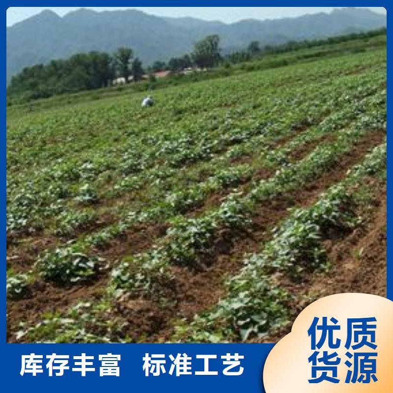 陵川|高平|吕梁|忻州|晋中|长治|太原|大同乐农紫薯苗-【胡萝卜粉】实力公司