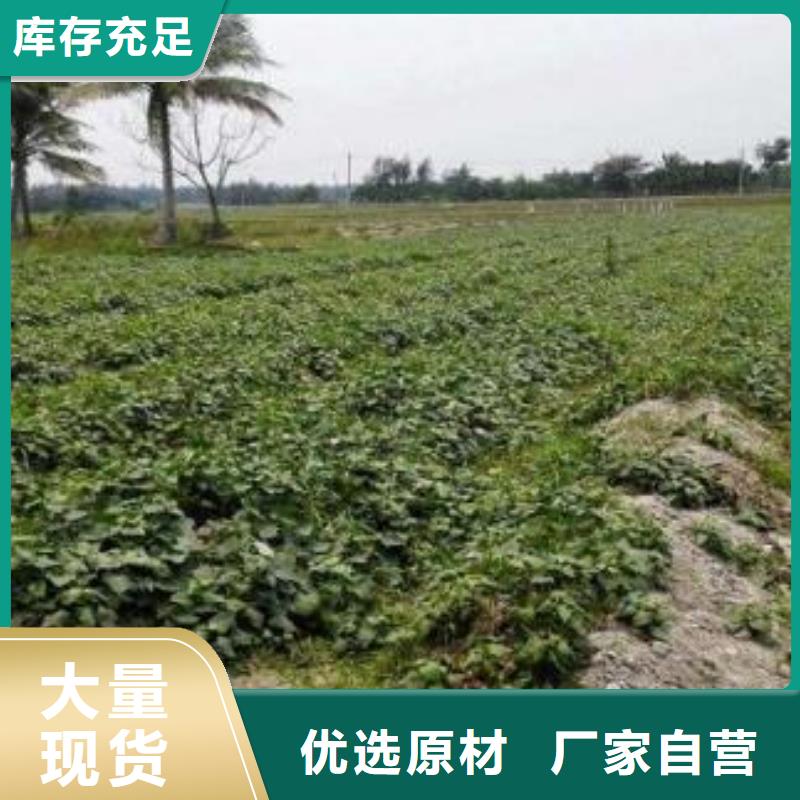 <当地>质量安心【紫薯苗】 紫薯雪花片实力厂家直销_价格低