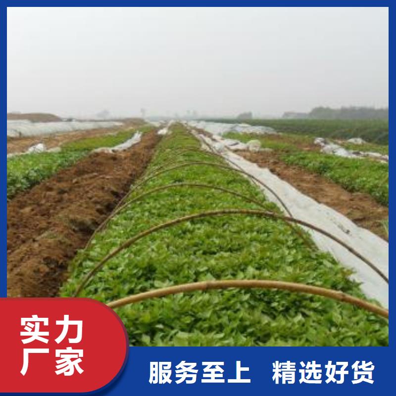 紫薯苗-紫薯雪花片厂家实体诚信经营