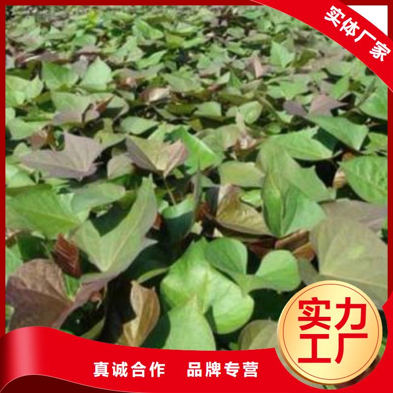 紫薯苗红薯粉厂诚信经营-可发货到建平|龙城|营口|本溪|铁岭|葫芦岛|阜新