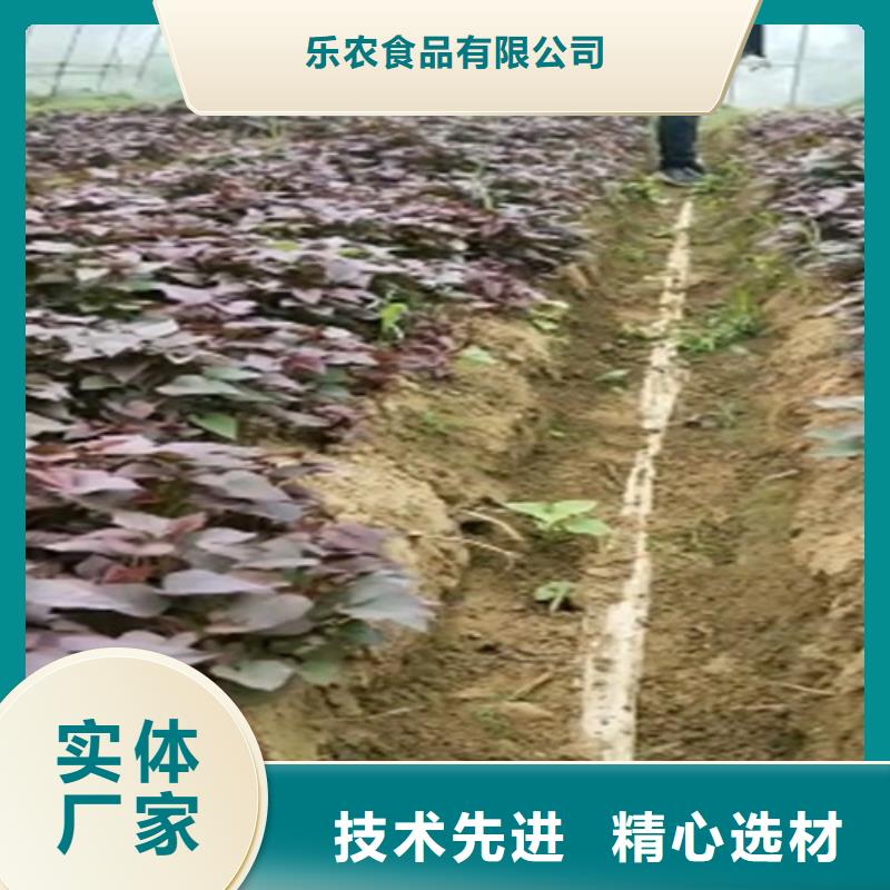 紫薯苗羽衣甘蓝粉自主研发