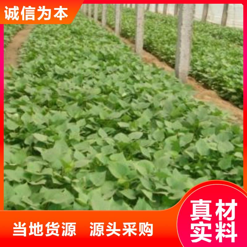 羽衣甘蓝粉乐农【紫薯苗】菠菜粉精工打造