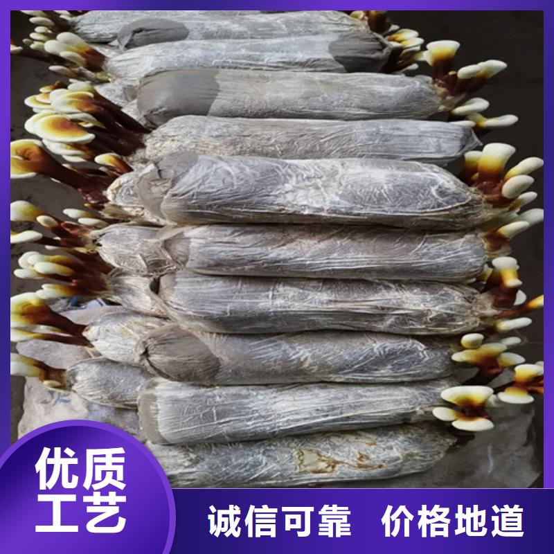 破壁灵芝粉批发价格