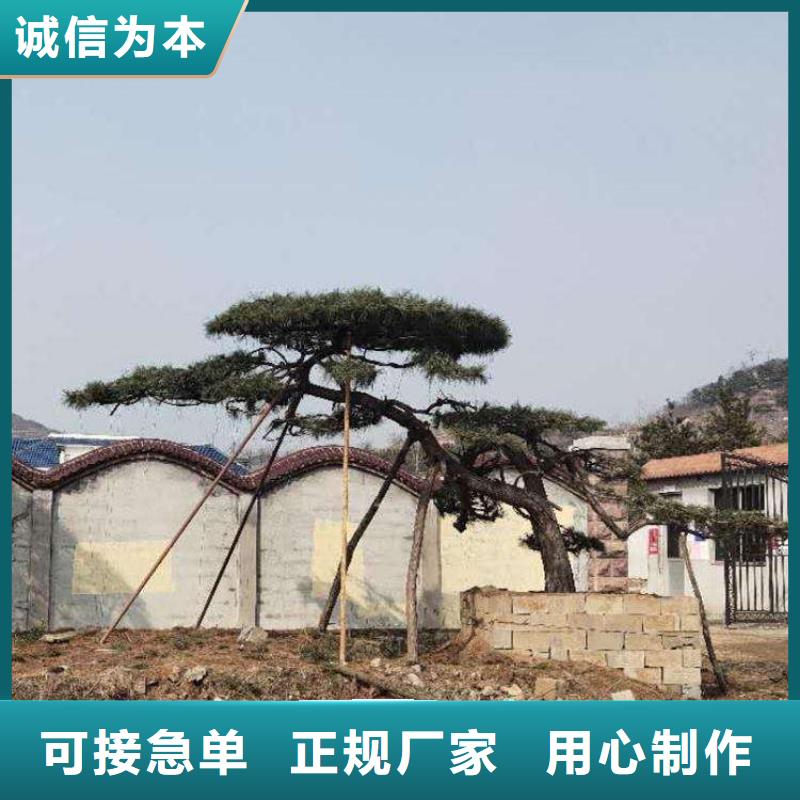 造型松_迎客松种类齐全