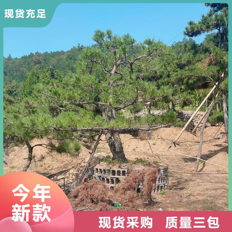 造型松,奇石质优价廉