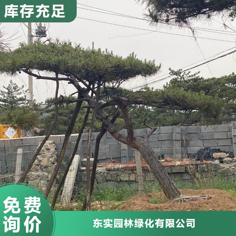 造型松造型松价格选择大厂家省事省心