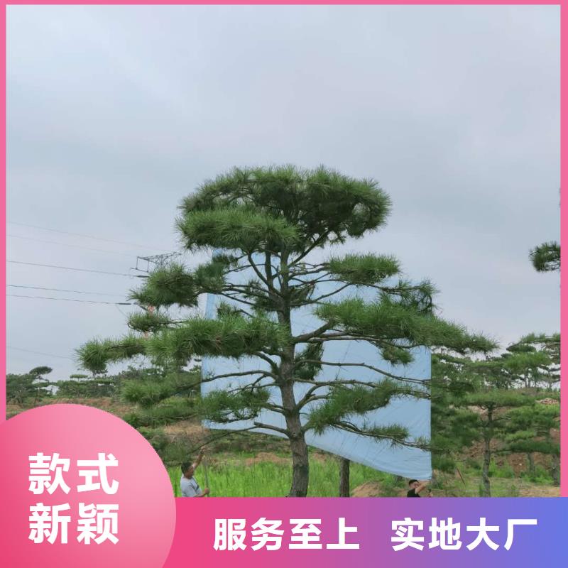 【造型松】平顶松订购