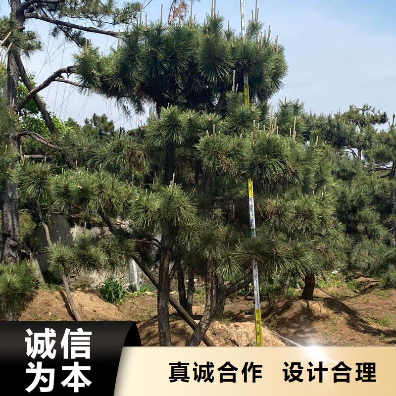 造型松造型松价格质量层层把关