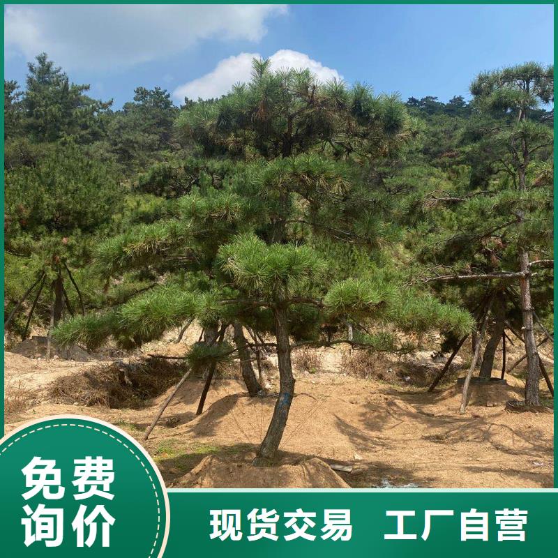 造型松-造型松价格实力优品