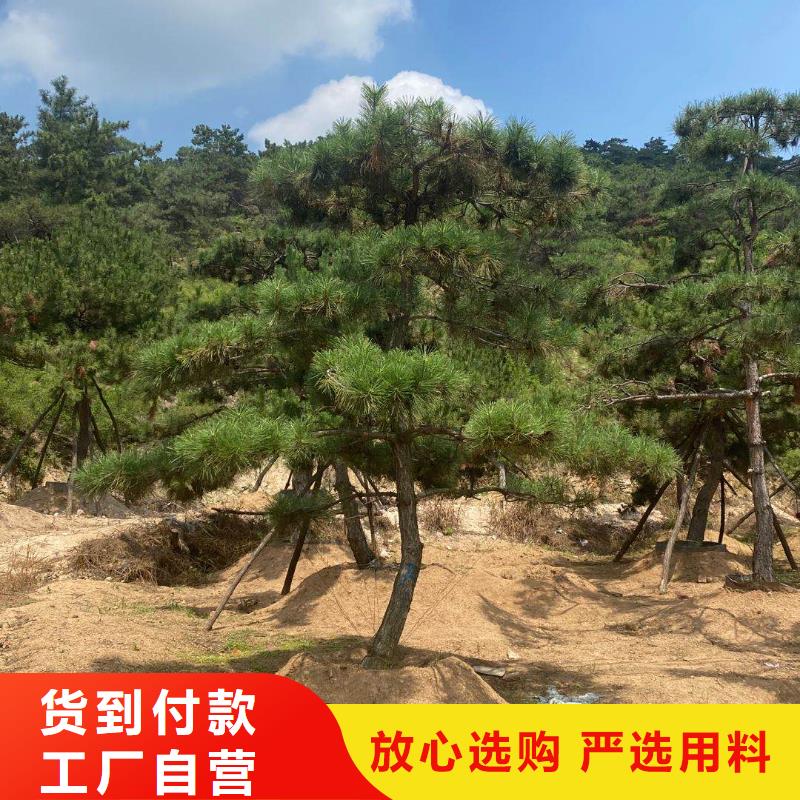 【造型松】平顶松订购