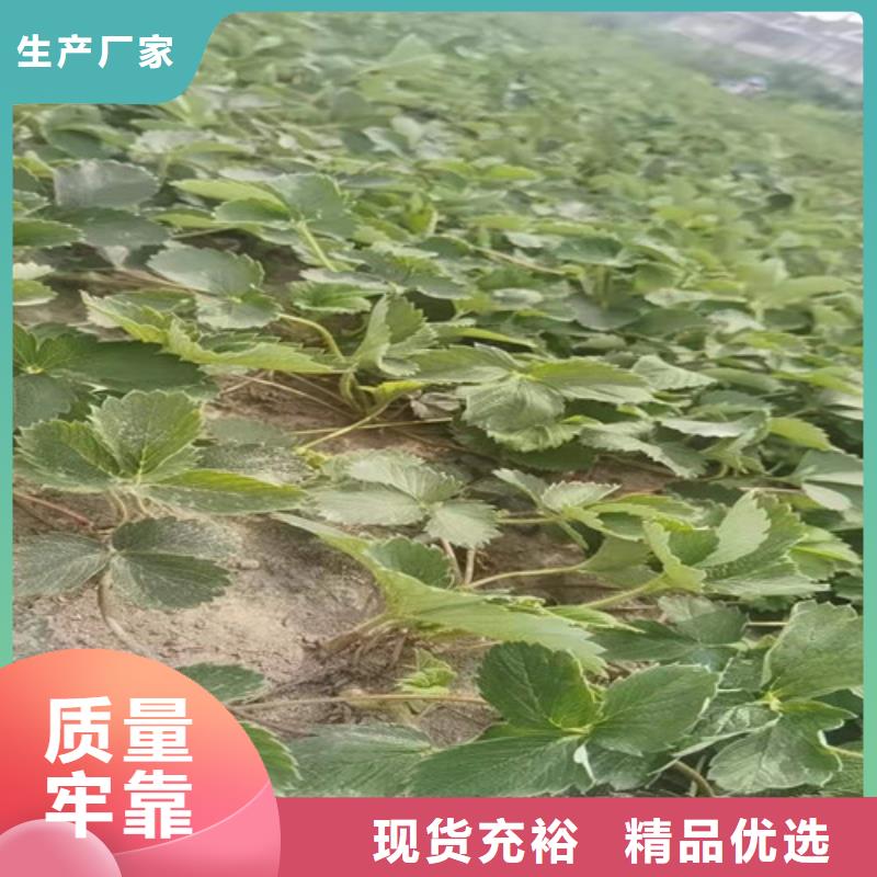 草莓苗梨树苗批发价格