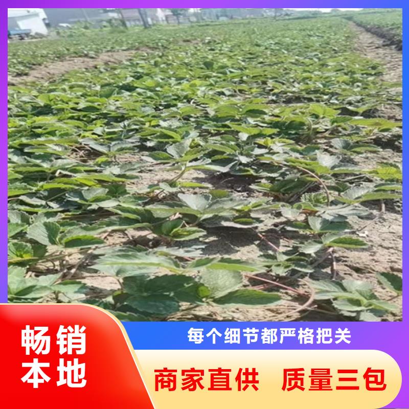 【草莓苗】蓝莓苗质优价保