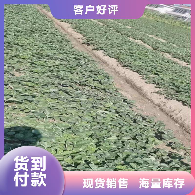 【草莓苗大雪枣苗好产品放心购】