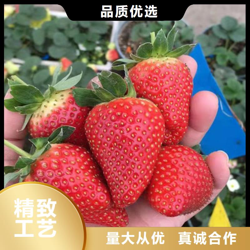 草莓苗【核桃苗】品质保证