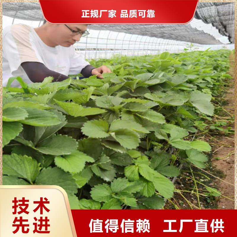 草莓苗金银花树苗型号全价格低