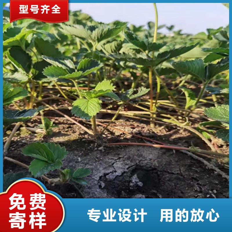 草莓苗【大棚草莓苗】拥有核心技术优势