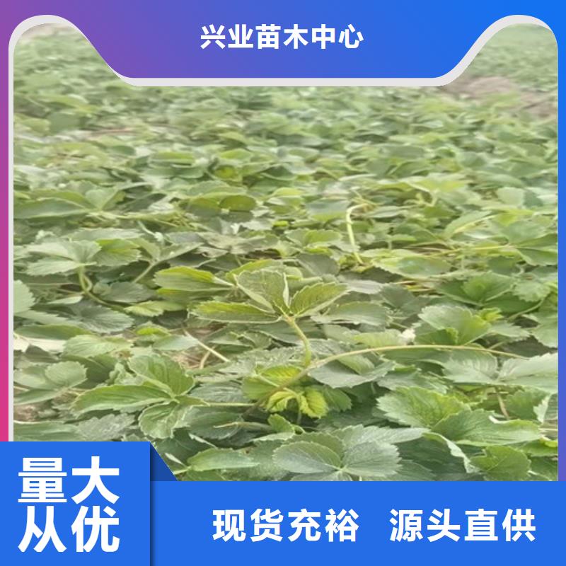 草莓苗金银花树苗型号全价格低