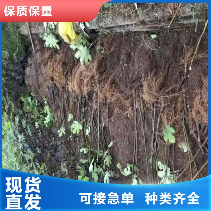 无花果玉露香梨苗用的放心