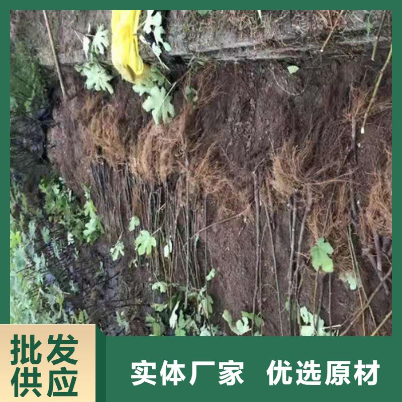 无花果_核桃苗为您精心挑选