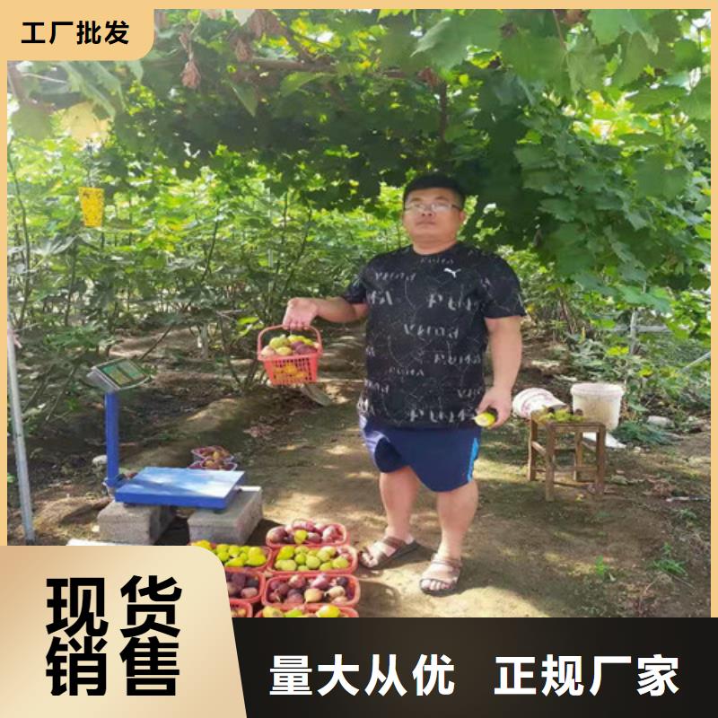 无花果,核桃苗品质值得信赖