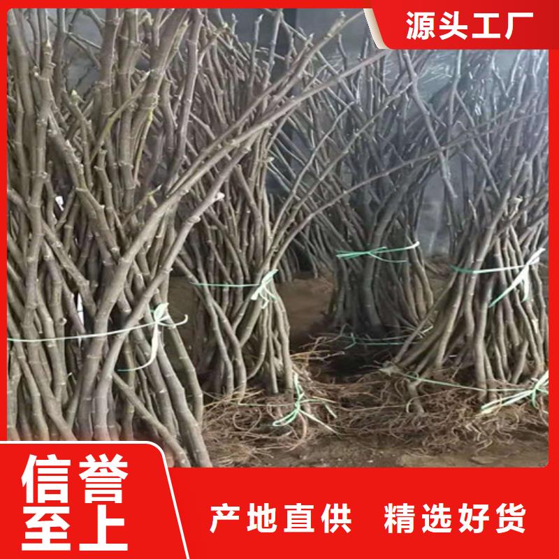 无花果苹果树苗详细参数