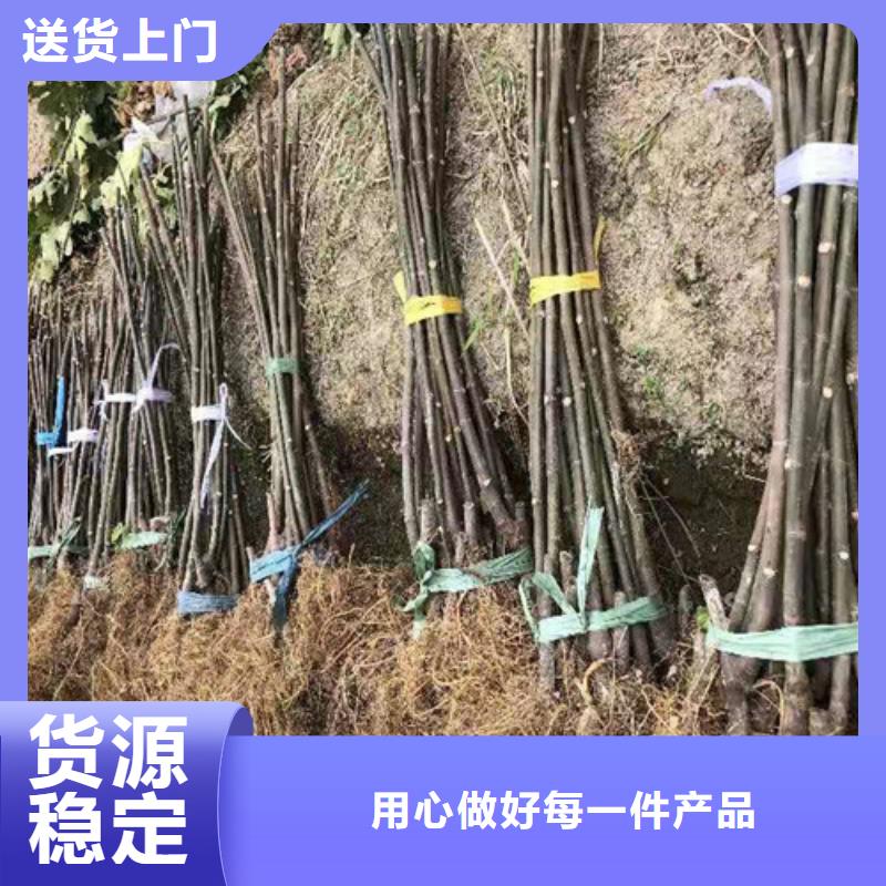 【无花果珍珠油杏好产品有口碑】