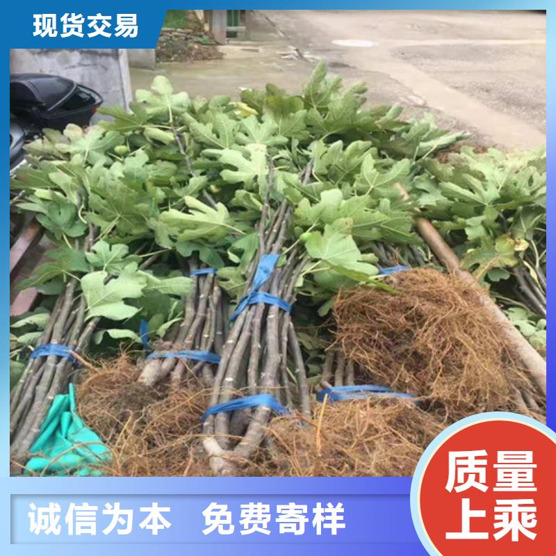 无花果-樱桃树苗实力优品