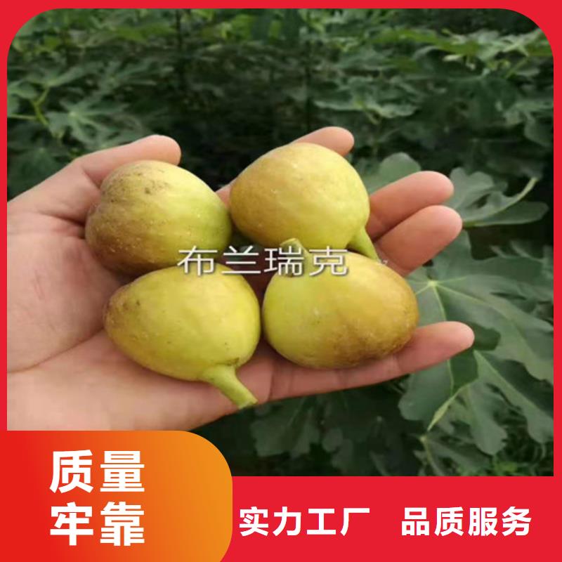 无花果葡萄苗分类和特点