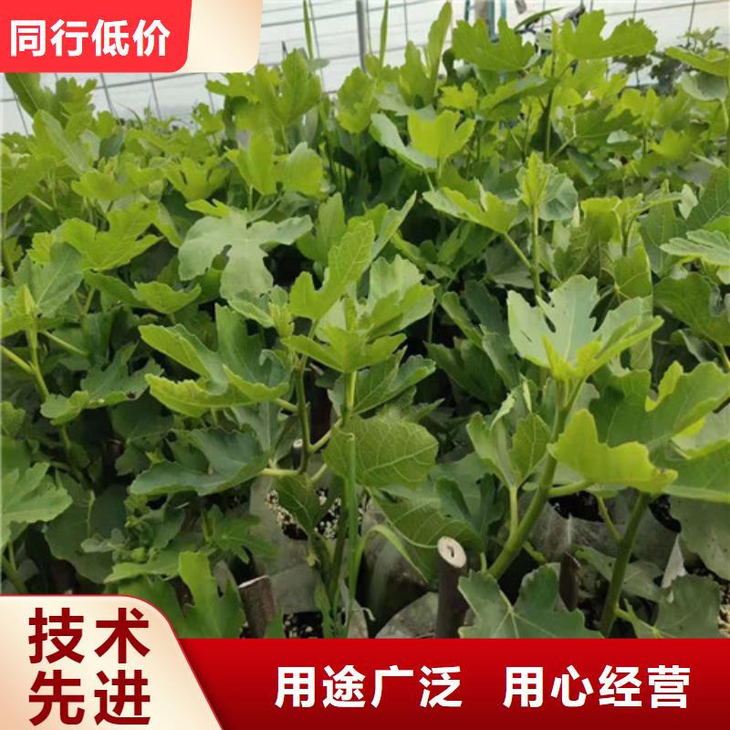 无花果,油蟠7-7源头把关放心选购