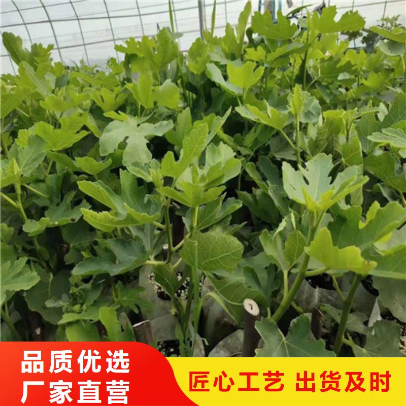 【 无花果 大棚草莓苗用的放心】本地生产商