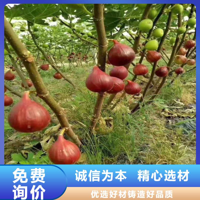 无花果_核桃苗为您精心挑选