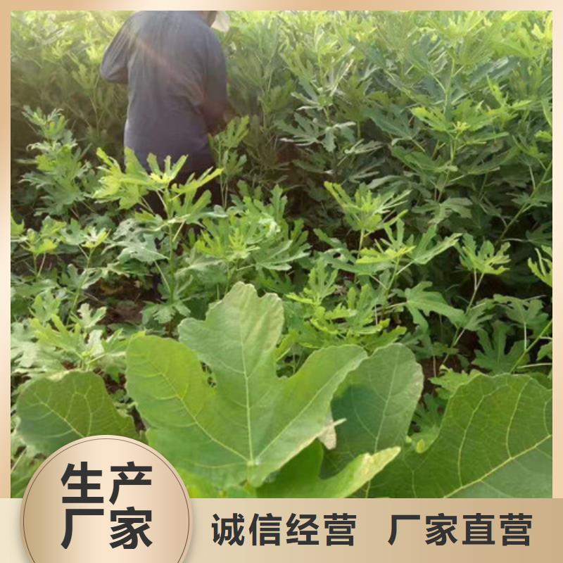 无花果大棚草莓苗现货采购